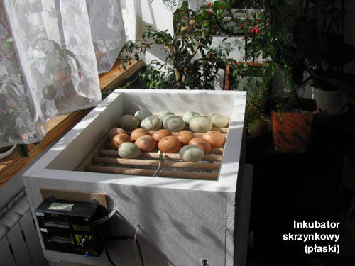 inkubacja jaj
