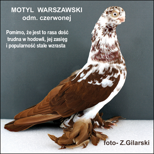 motyl warszawski