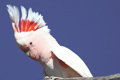 Papuga inka